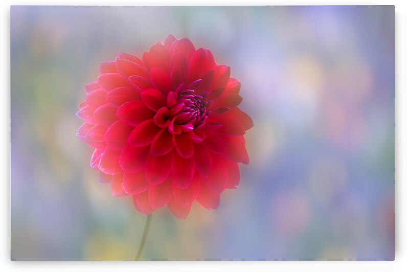 Red Dahlia Delight I by Joan Han