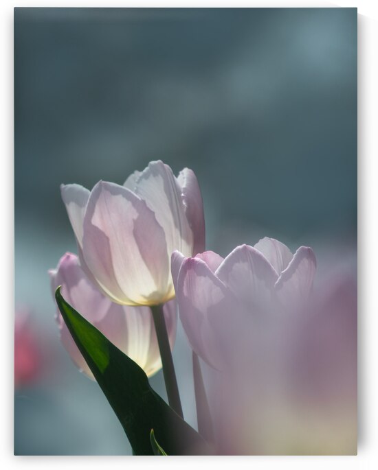 Pale Pink Tulips I by Joan Han