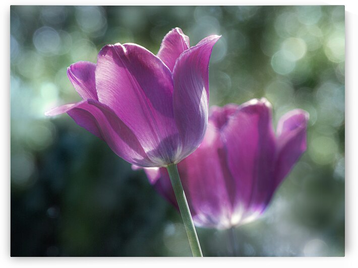 Purple Tulips by Joan Han