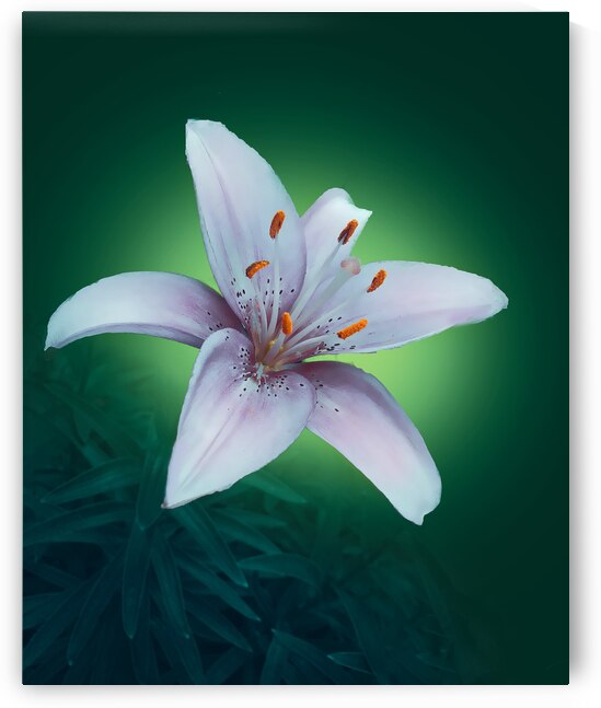 Palel Pink lily by Joan Han