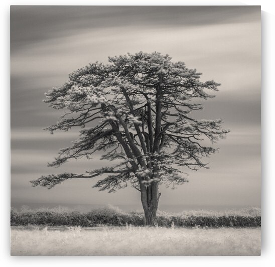 Llansteffan Cedar Tree by Dave Bowman
