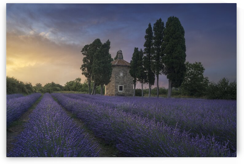 The lavender in San Guido Bolgheri by Stefano Orazzini