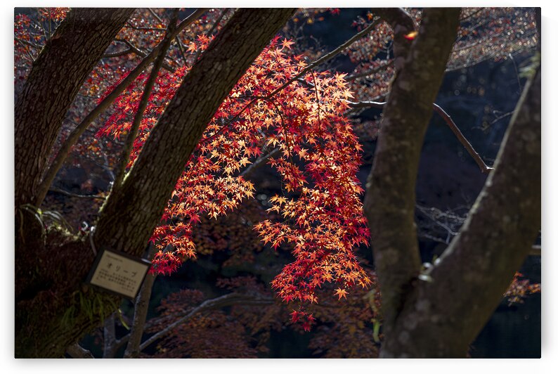 Red maple tree branch growing between two tree trunks in autumn by Gualtiero Boffi