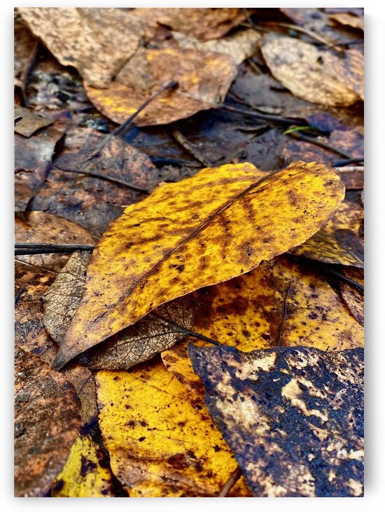 Scent of Autumn by Raspberry Rose Photos by Pip KImberley