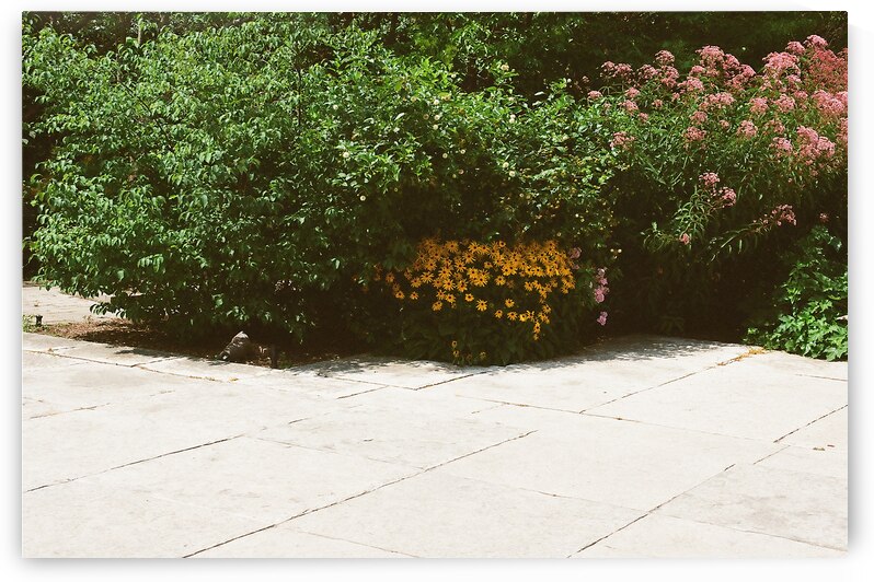 Some Flowers at the Butterfly Conservatory by maniacvii
