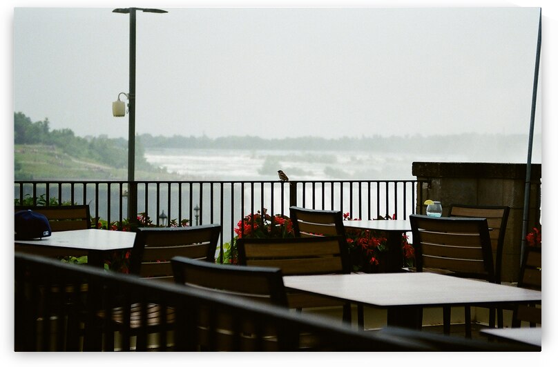 A Bird Near Niagara Falls by maniacvii