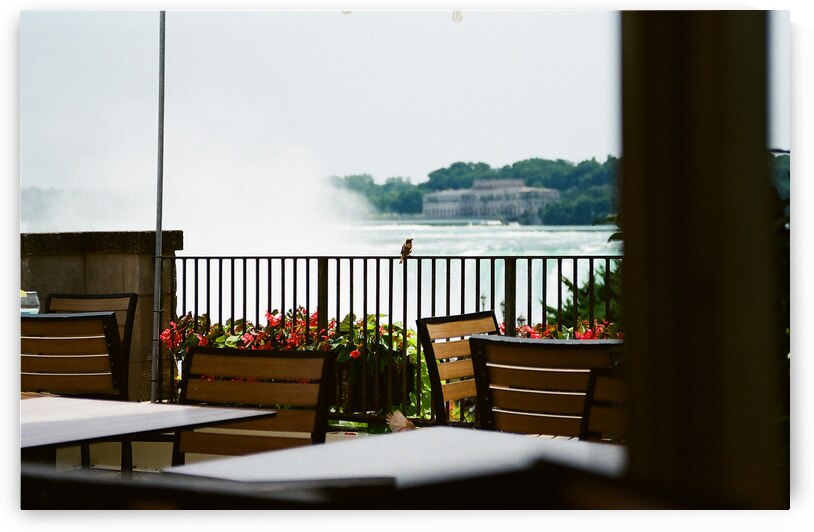 A Bird Near Niagara Falls by maniacvii