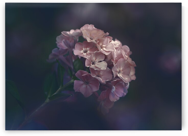 Pink Blossoms by Joan Han