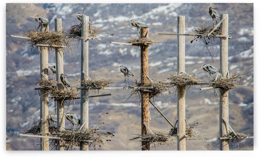 Great Blue Heron Rookery - Great Salt Lake - Utah by Gary Whitton