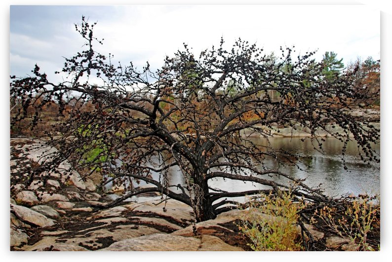 The Pine Tree by Deb Oppermann