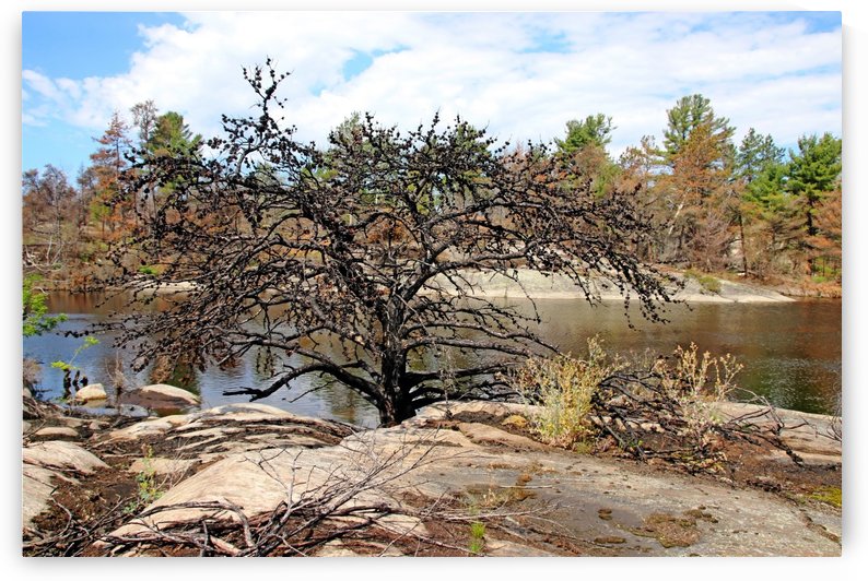 The Pine Tree I by Deb Oppermann