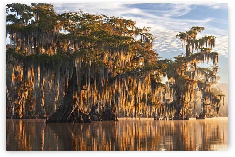 The Veil by Andy Crawford