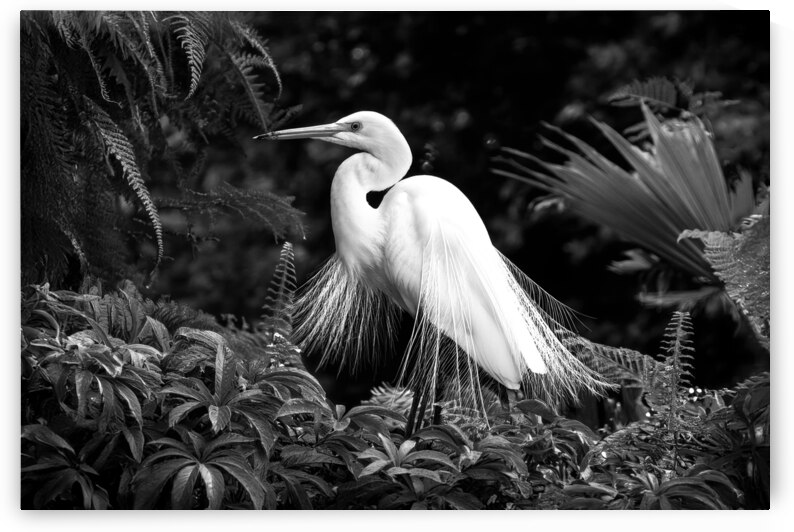 Great White Egret II by Shelia Hunt Photography