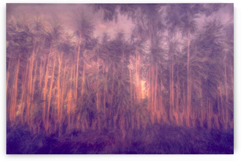 Costa Rica Tree Lineup Sunrise Abstract by Norma Brandsberg Photography