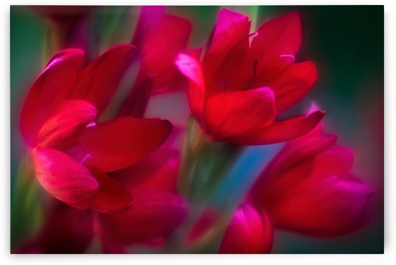 Oregon Sunset Flowers Swaying in the Breeze by Kathleen Reed