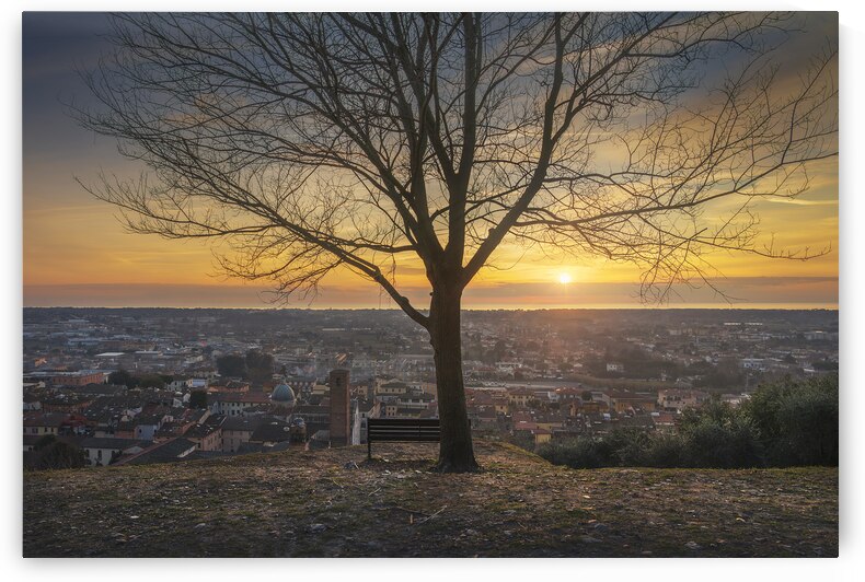 A tree and Pietrasanta town view by Stefano Orazzini