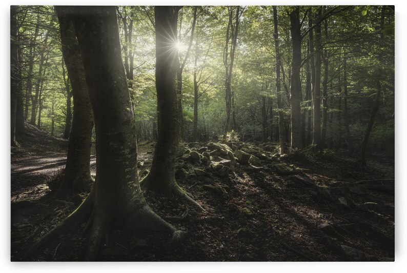 Three trees in the forest by Stefano Orazzini
