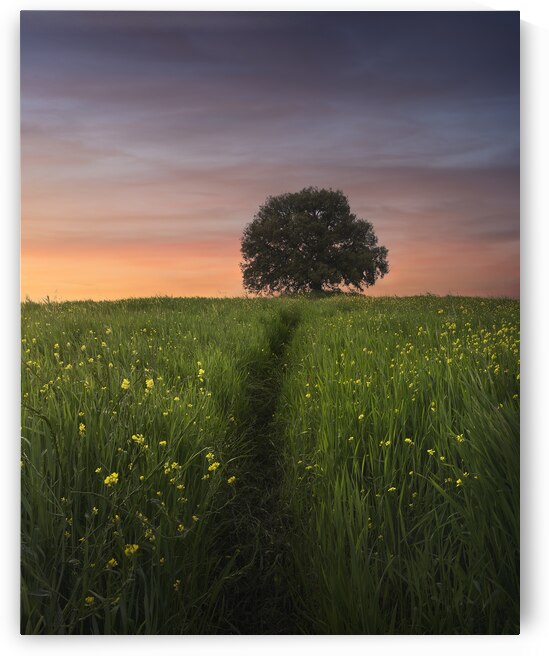 The holm oak of Pieve a Salti by Stefano Orazzini