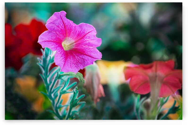 Colorful Morning Glories by Joan Han