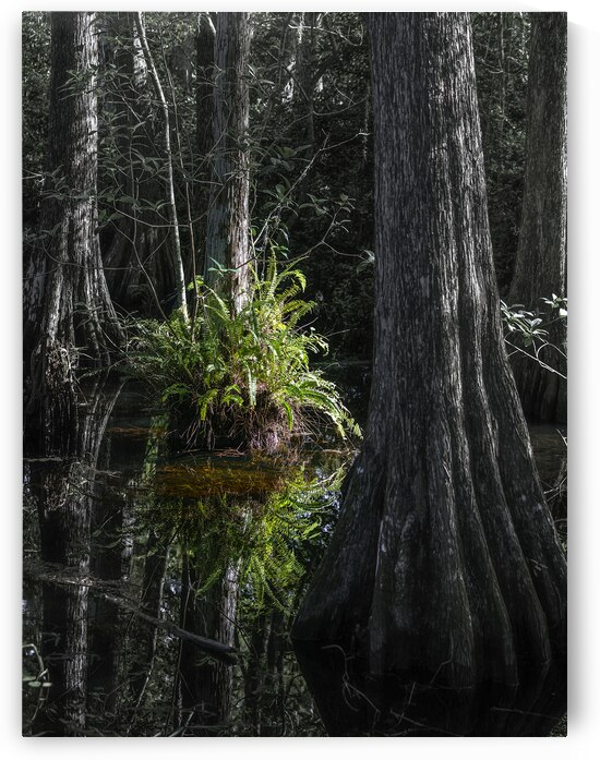 Ferns  Cypress trees at Kirby Storter Roadside Park. Florida. Black and White Landscape by Santiago Mazzola