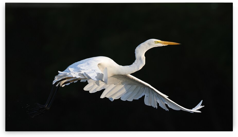 Egret 907 Indiana by Steve Gass