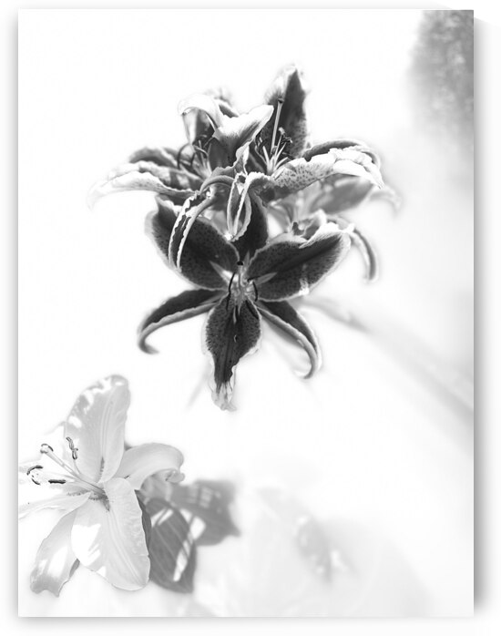 High Key Monochrome Lilies  by Catriona Roberts Nature Photography and Designs