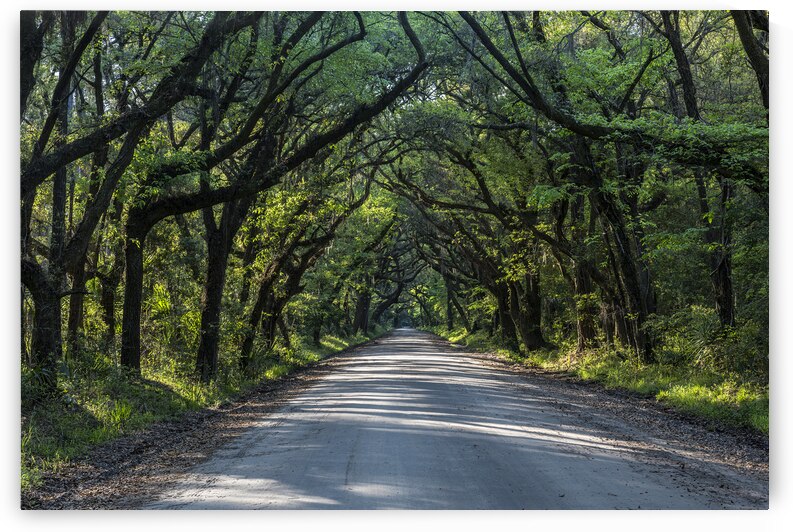 Canopy of Trees in Botany Bay by Images By Jon Evan
