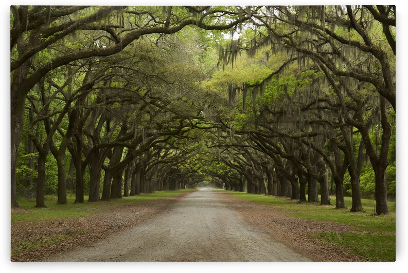 Plantation by Images By Jon Evan