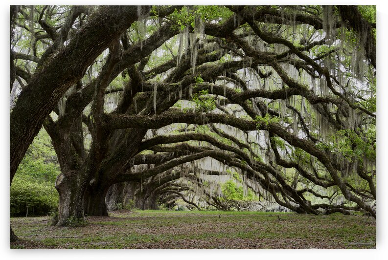 Tunnel of Oak Trees 1 by Images By Jon Evan