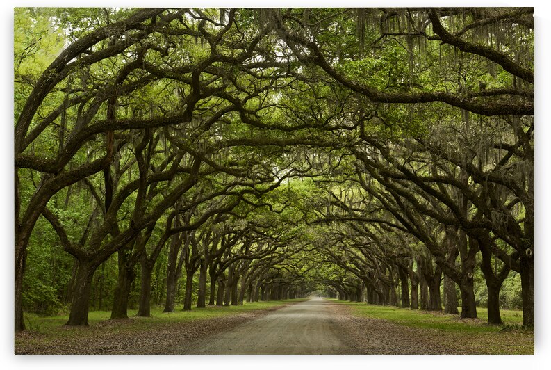 Canopy on the Plantation by Images By Jon Evan