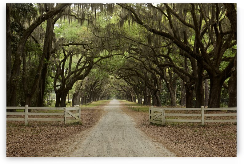 Entrance to the Plantation by Images By Jon Evan