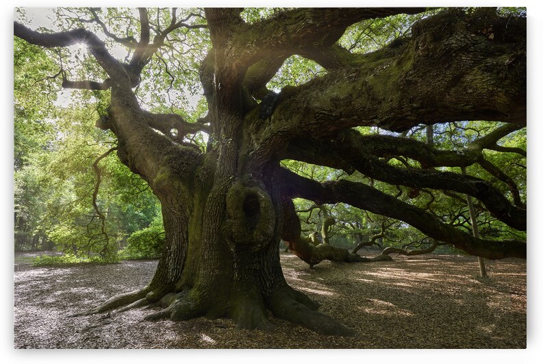 Angel Oak Reaching Out by Images By Jon Evan