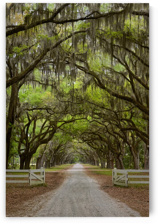 Tunnel of Oak Trees by Images By Jon Evan