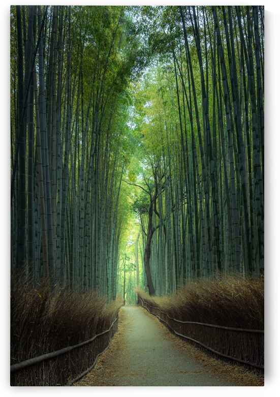 Bamboo Forest by Andreas Wonisch