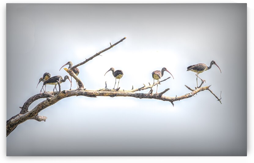Hanging Out at the Beach by Norma Brandsberg Photography