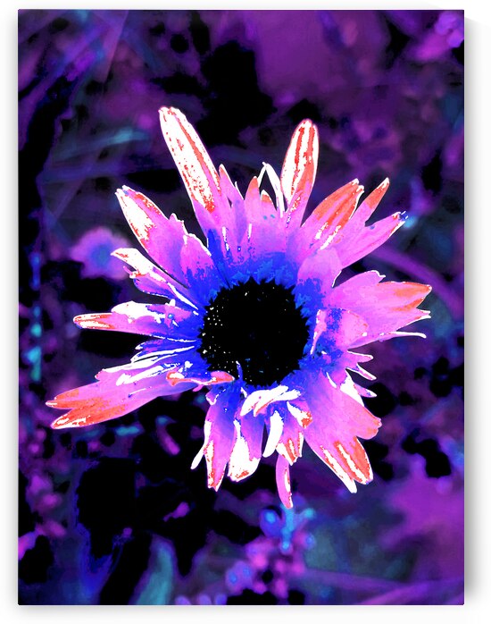 Abstract Pink and Purple Daisy Flower on a Dark Background by Catriona Roberts Nature Photography and Designs