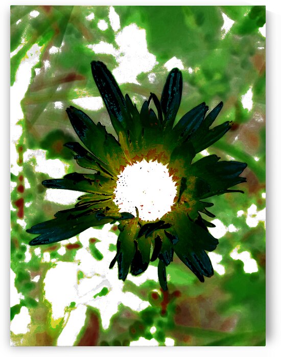 Abstract Dark Green Daisy Flower by Catriona Roberts Nature Photography and Designs