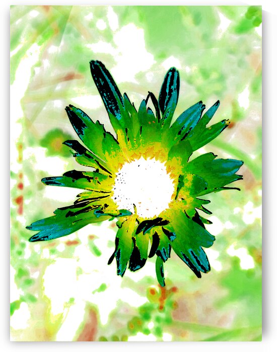  Abstract Green Daisy Flower by Catriona Roberts Nature Photography and Designs