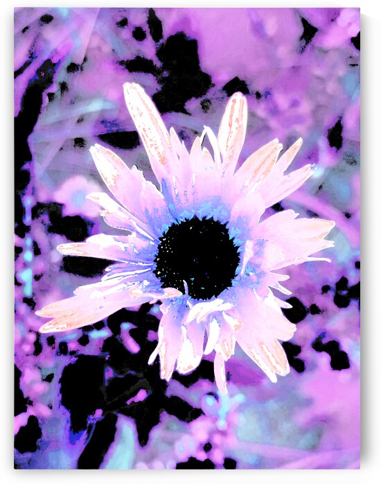 Abstract Surreal Contrasting Daisy Flower by Catriona Roberts Nature Photography and Designs