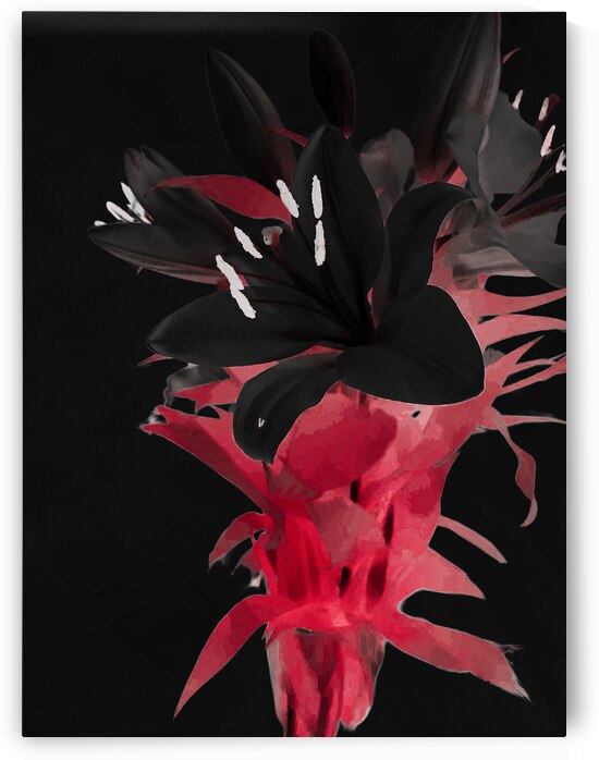 Abstract Black Lilies  by Catriona Roberts Nature Photography and Designs