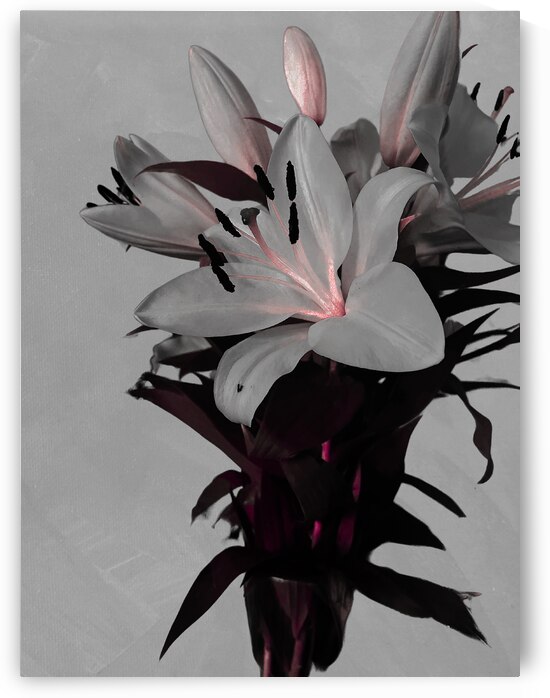 Abstract White Lilies on a Muted Background by Catriona Roberts Nature Photography and Designs
