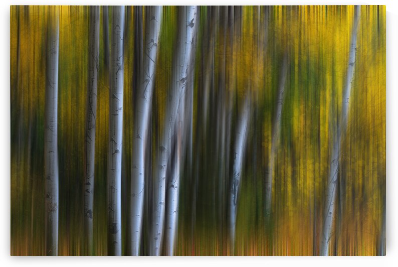 Forest Wilderness Wonderland Abstract  Photo Art by Bo Insogna