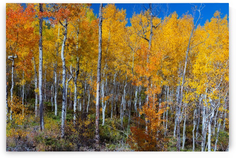 Mix It Up by Bo Insogna