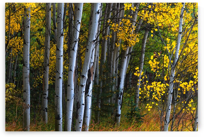 Roosevelt National Forest Wilderness Wonderland by Bo Insogna