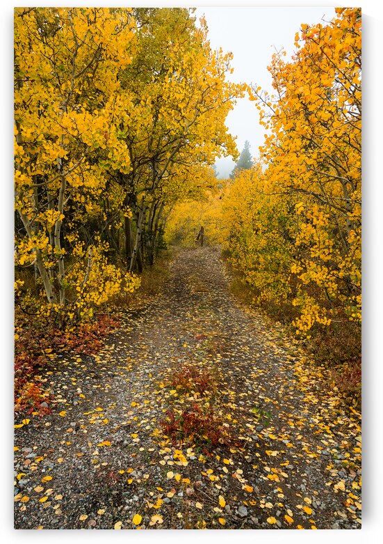 Inviting Autumn Hiking Trail by Bo Insogna