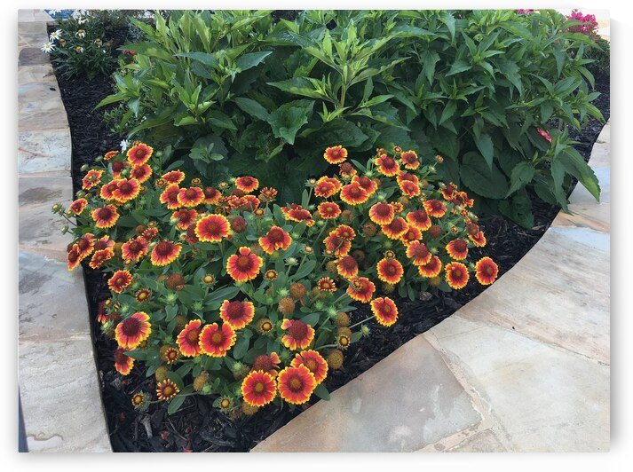 Blanket Flower by WRR