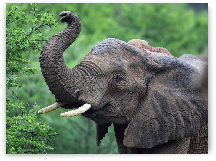 African Elephant Loxodonta africana by DirkR