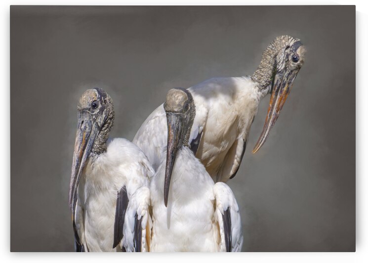 Three Wood Storks Portrait by Norma Brandsberg Photography