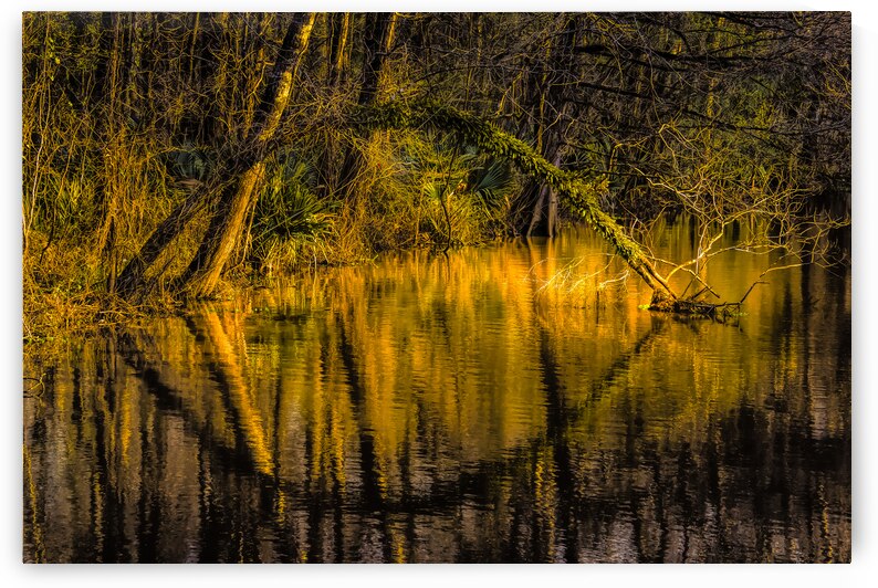 Louisiana Cypress Mirror Reflections by Norma Brandsberg Photography