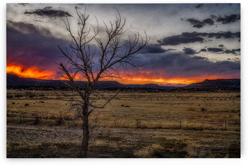 Twilight Portrait of a Silent Guardian by Dream World Images